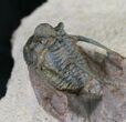 Rare Type of Cyphaspis Trilobite - Lghaft, Morocco #24822-2